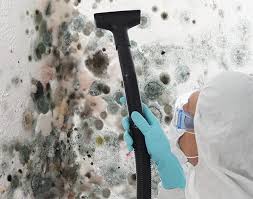 Professional Mold Prevention & Removal  in Balm, FL